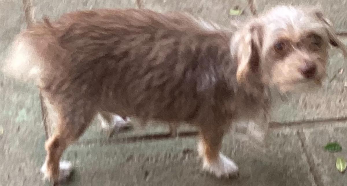 Image of Chika, Lost Dog