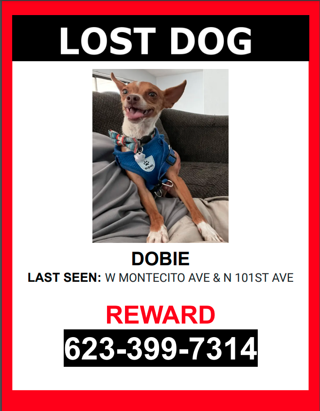 Image of Dobie, Lost Dog