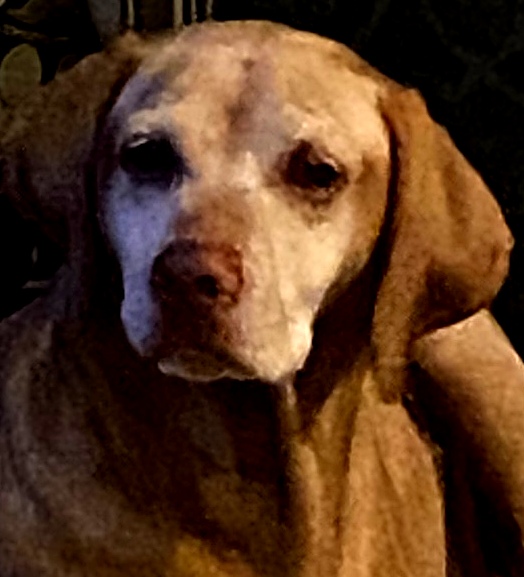 Image of Cayenne, Lost Dog