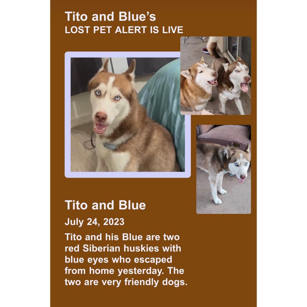 Image of Tito and Blue, Lost Dog