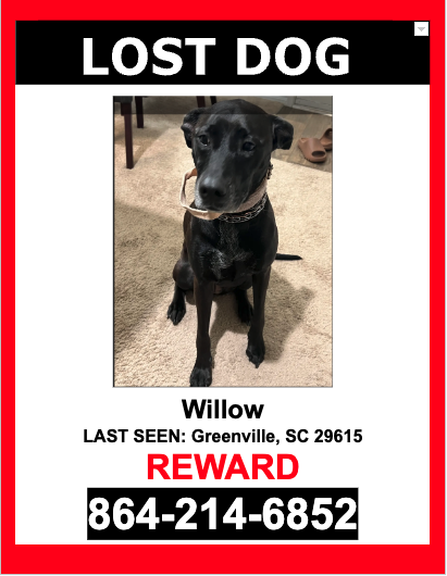Image of Willow, Lost Dog