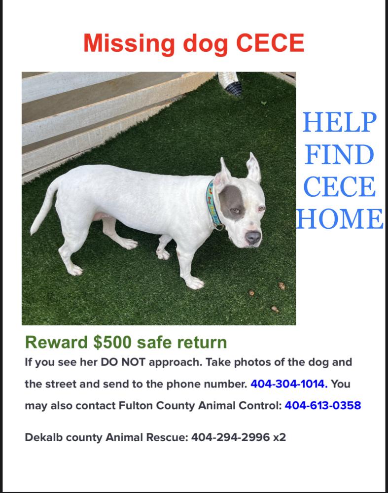 Image of Cece, Lost Dog