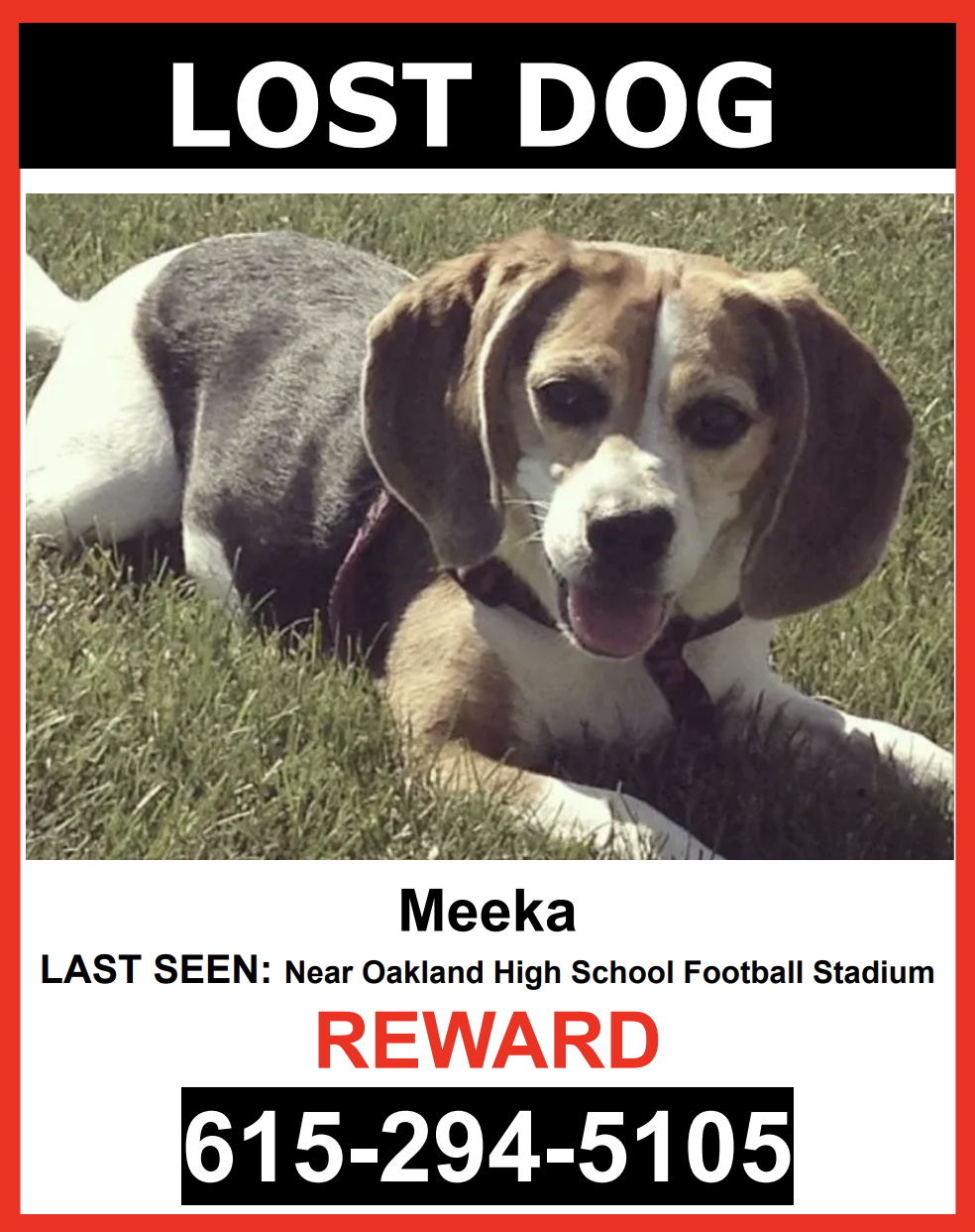 Image of Meeka, Lost Dog