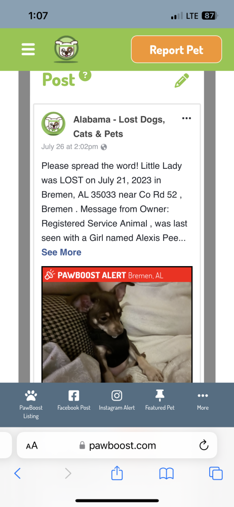 Image of Little Lady, Lost Dog