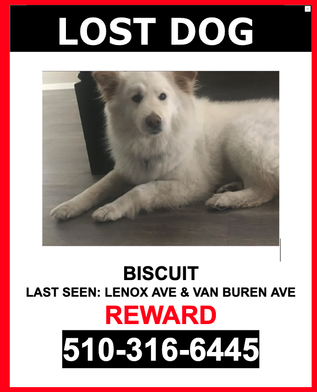 Image of Biscuit, Lost Dog
