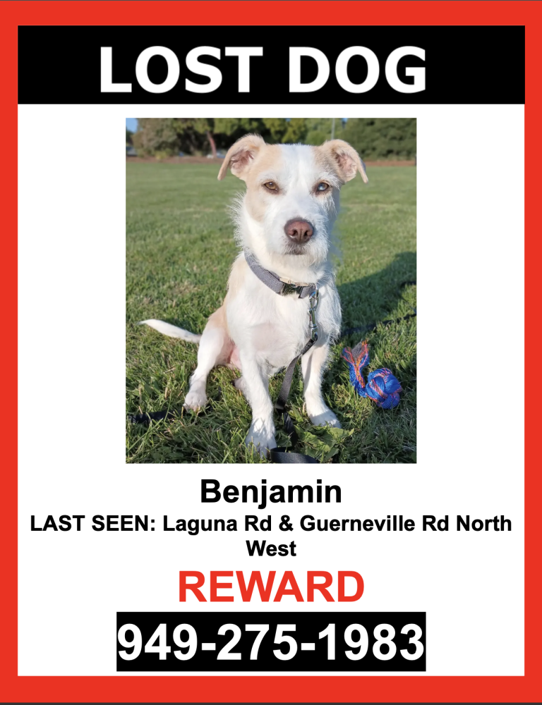 Image of Benjamin, Lost Dog