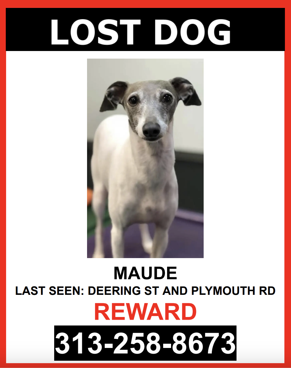 Image of Maude, Lost Dog