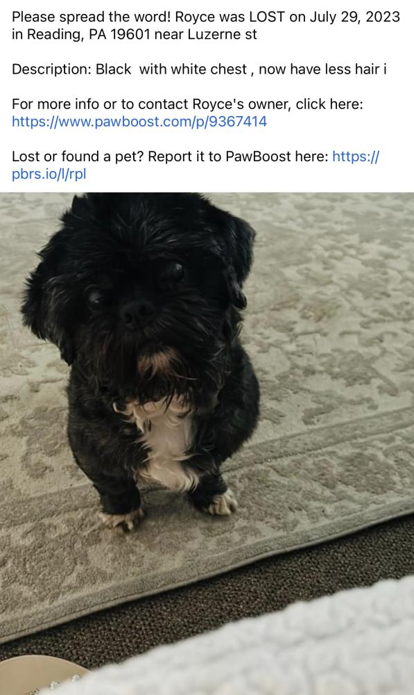 Image of ROYCE, Lost Dog