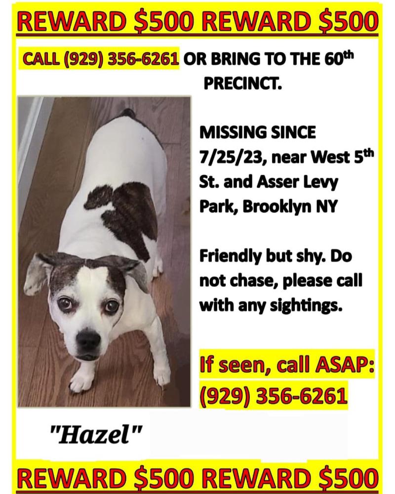 Image of Hazel, Lost Dog