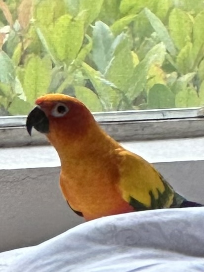 Image of Mango, Lost Bird