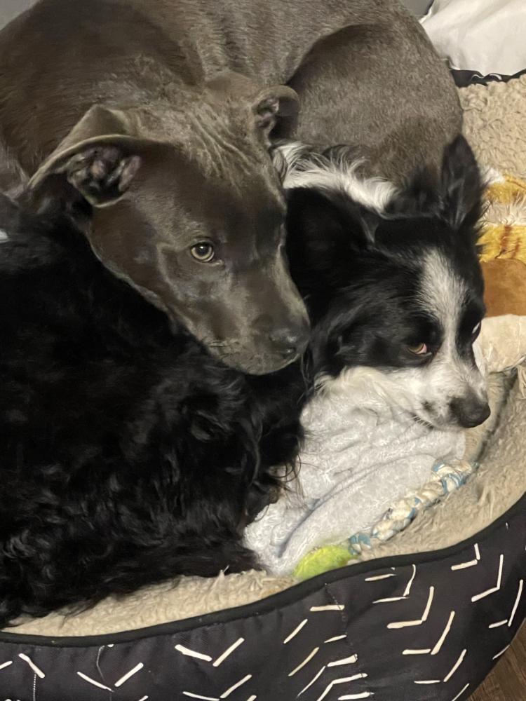 Image of Ollie and Teddy, Lost Dog