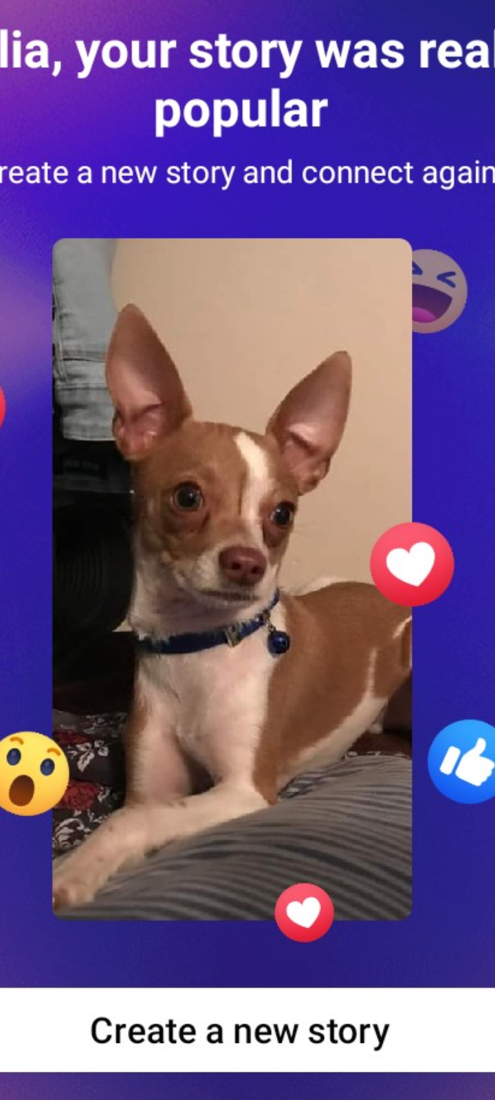 Image of Beaner, Lost Dog