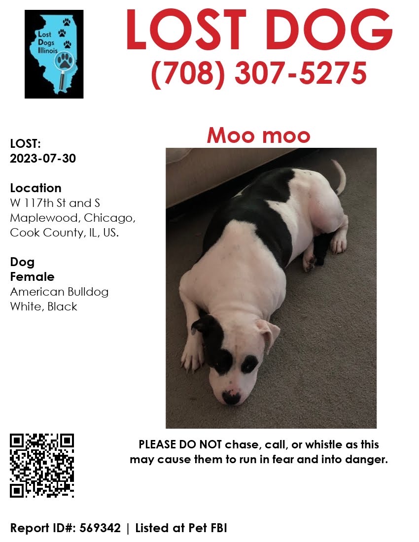 Image of Moo Moo, Lost Dog