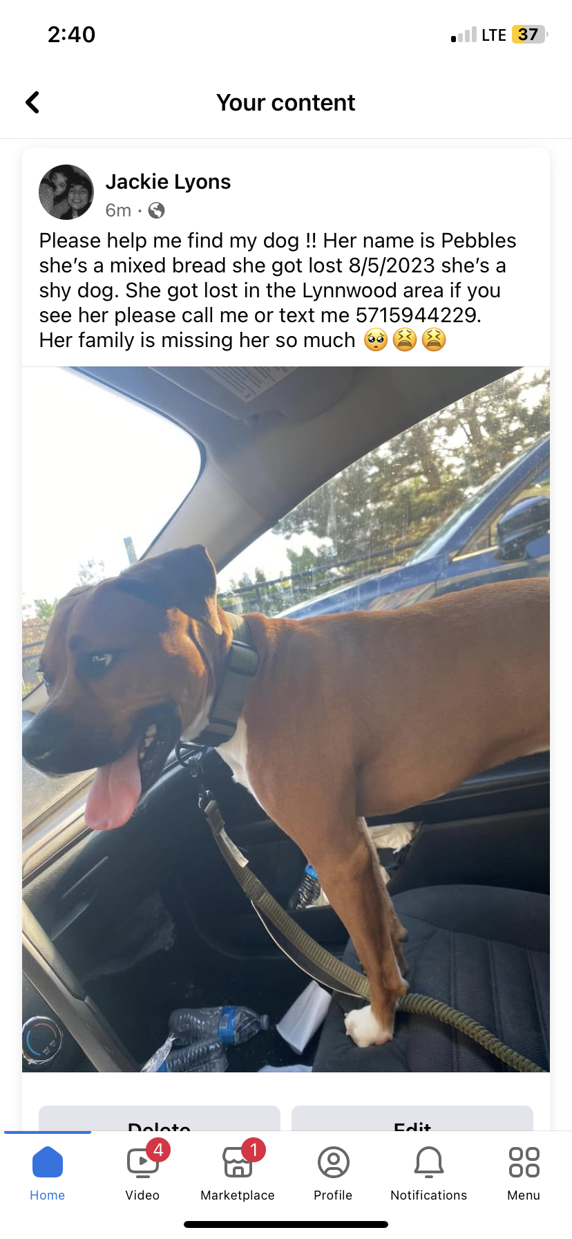 Image of Pebbles lyons, Lost Dog