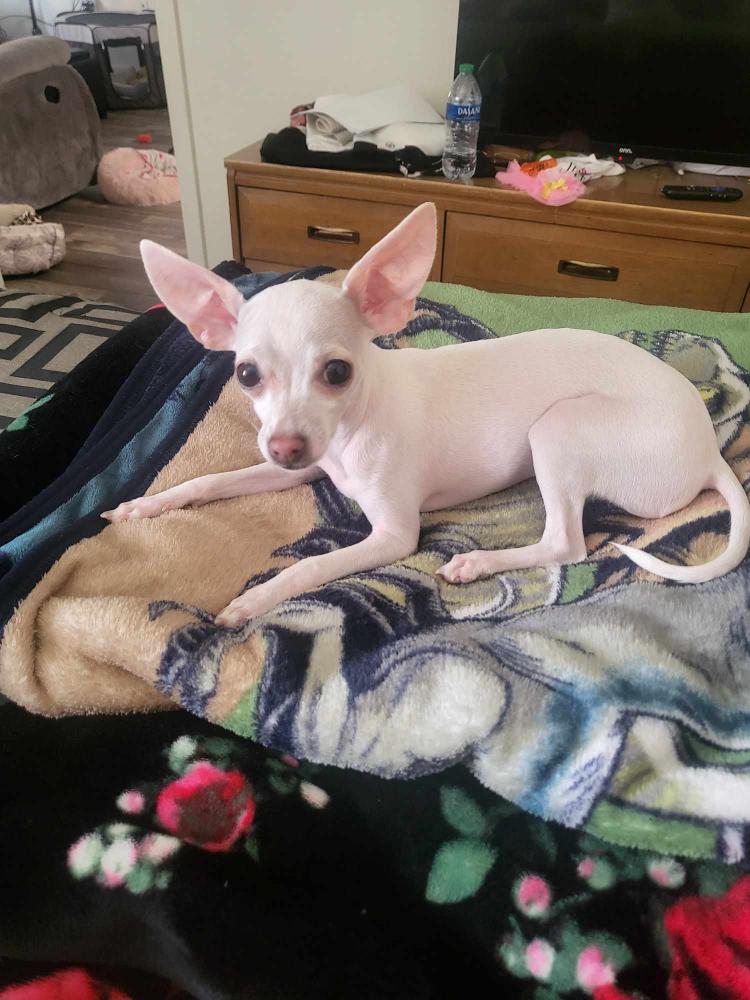 Image of Lucy Gutierrez, Lost Dog