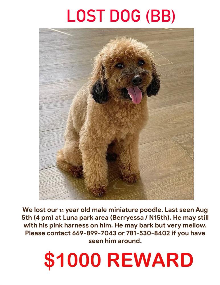 Image of BB, Lost Dog