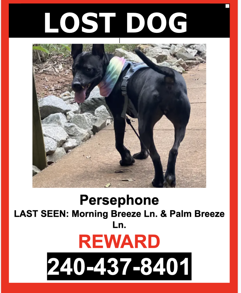 Image of Persephone, Lost Dog