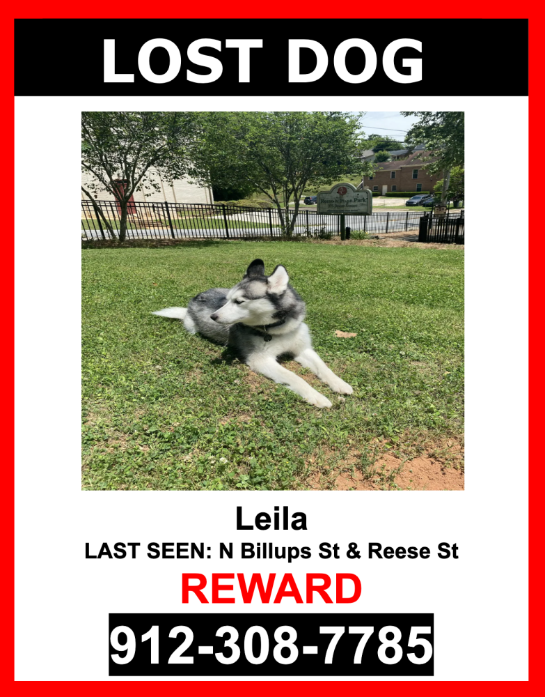 Image of Leila, Lost Dog