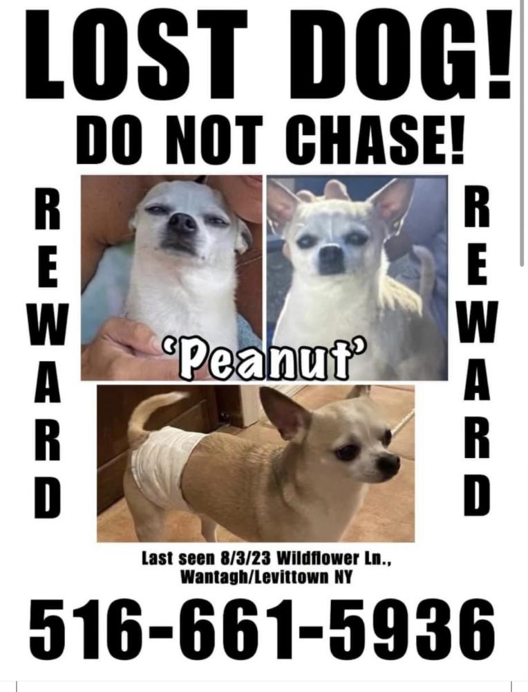 Image of Peanut, Lost Dog