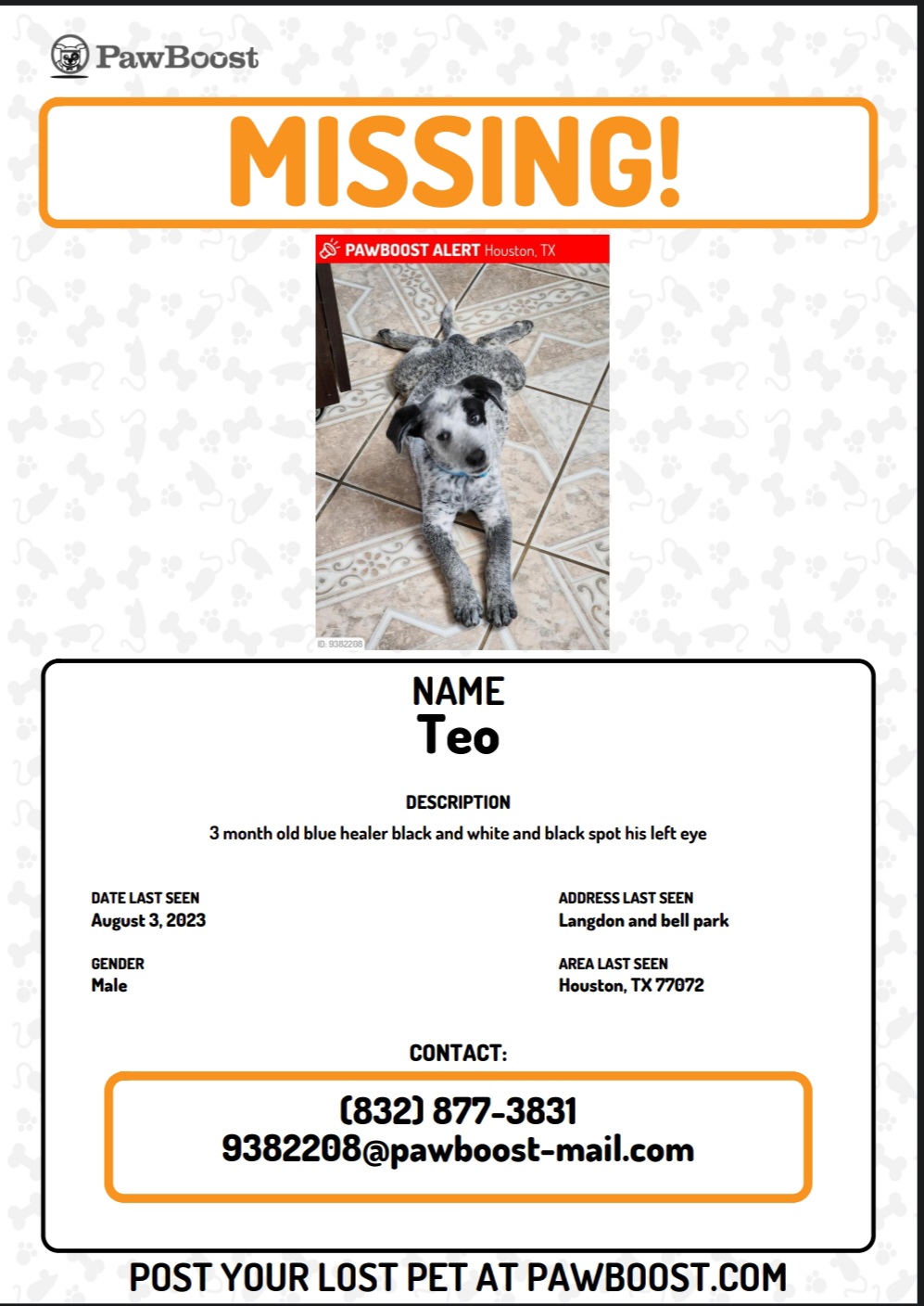 Image of Teo, Lost Dog