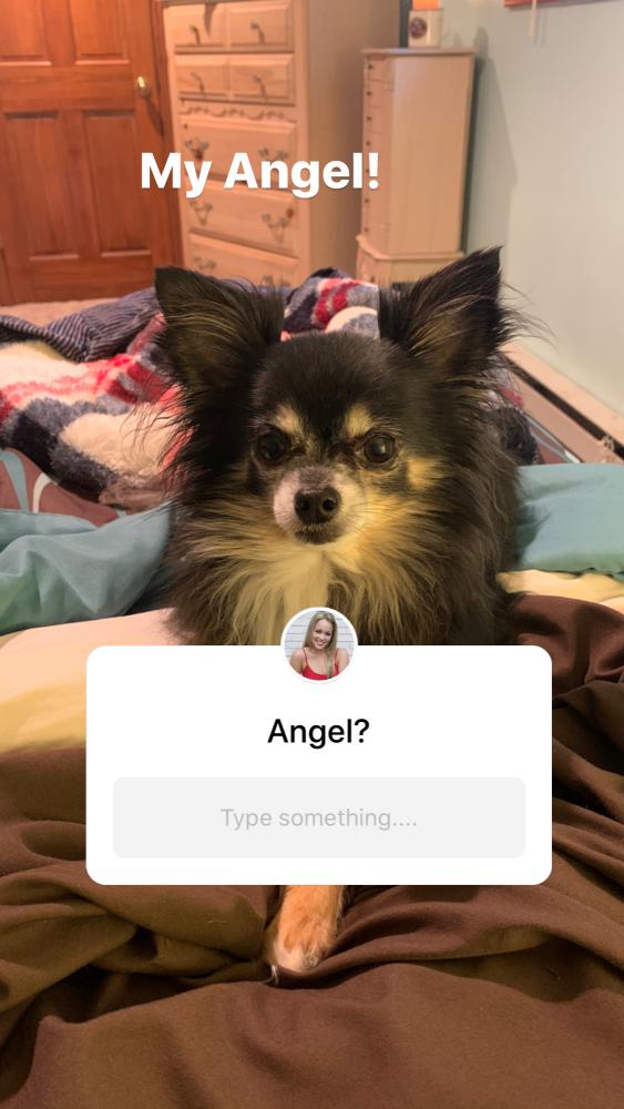 Image of Angel, Lost Dog