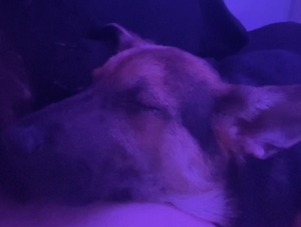 Image of Boa, Lost Dog