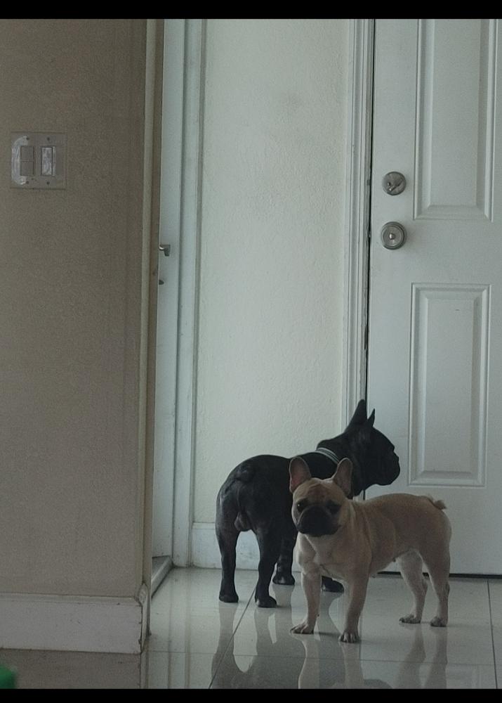 Image of Two Frenchies, Lost Dog