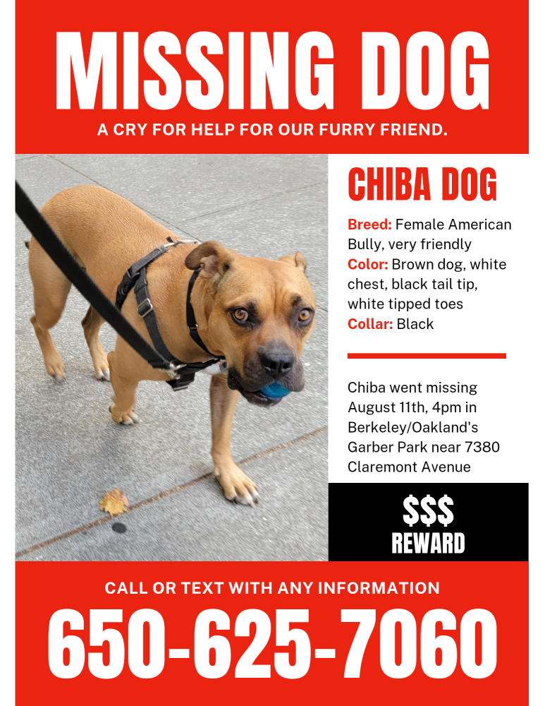 Image of Chiba, Lost Dog