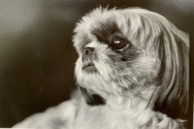 Image of Ellbe, Lost Dog