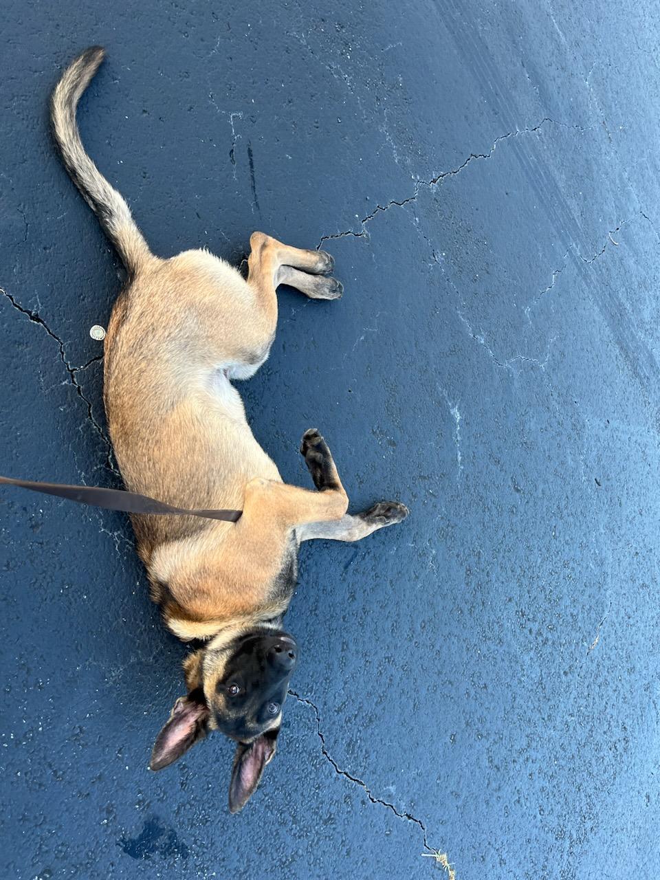 Image of UnKown, Found Dog