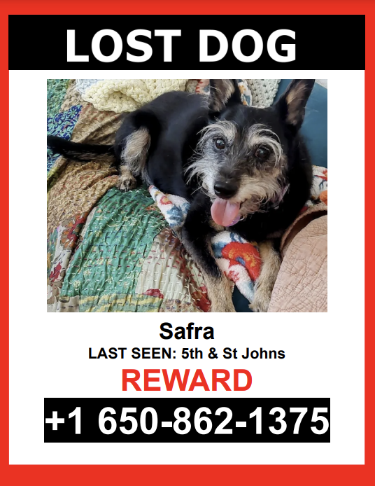 Image of Safra, Lost Dog