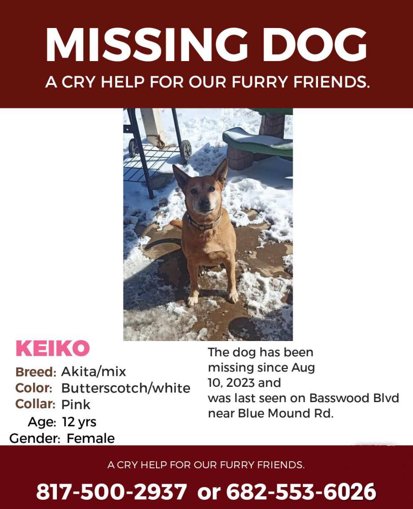 Image of Keiko, Lost Dog