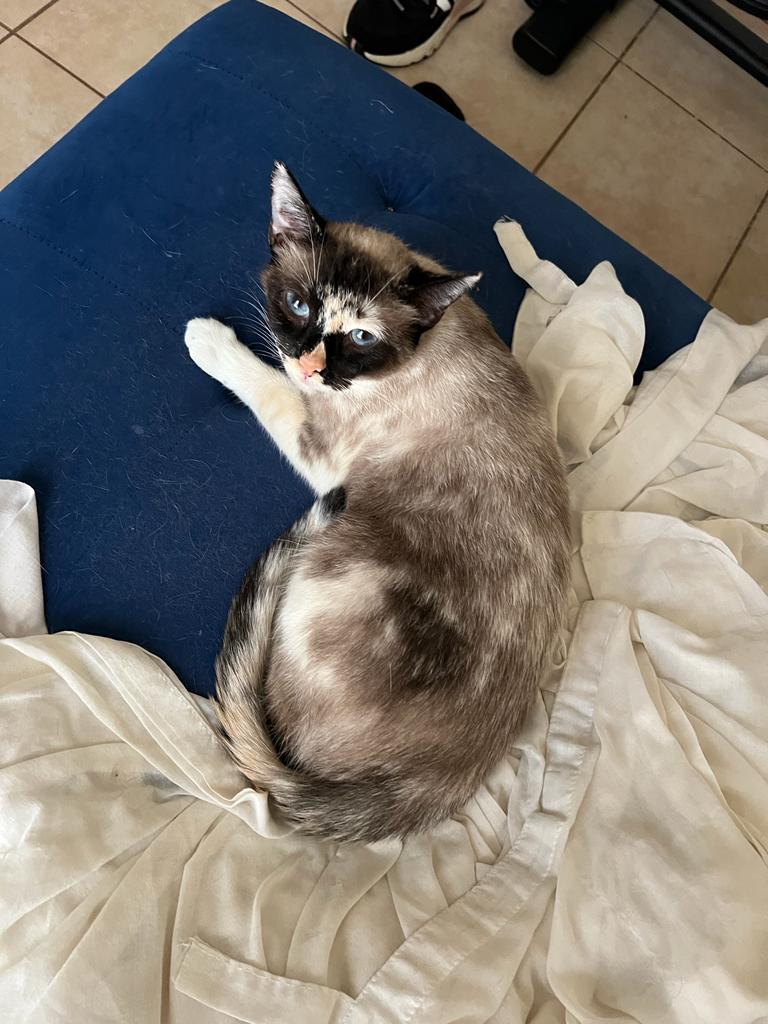 Image of Nina, Lost Cat