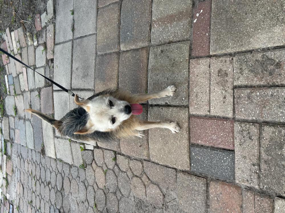 Image of Pongky, Lost Dog