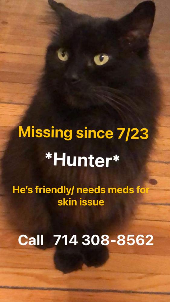 Image of Hunter, Lost Cat