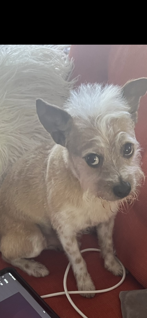 Image of Fritz, Lost Dog