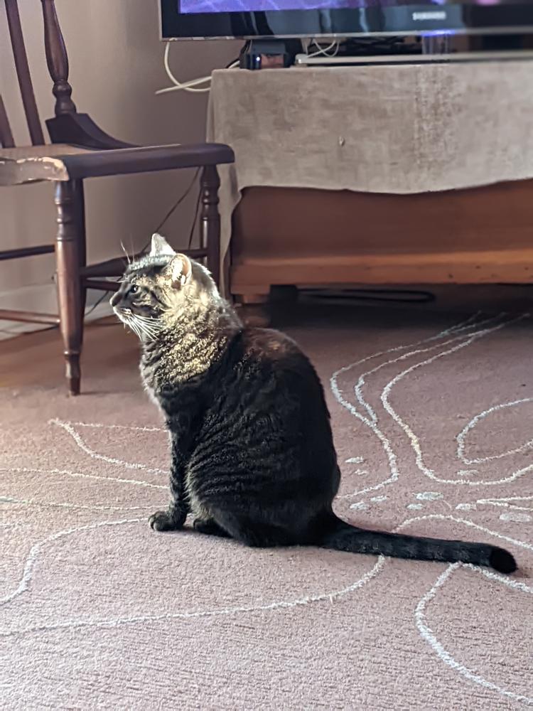 Image of Merlin, Lost Cat