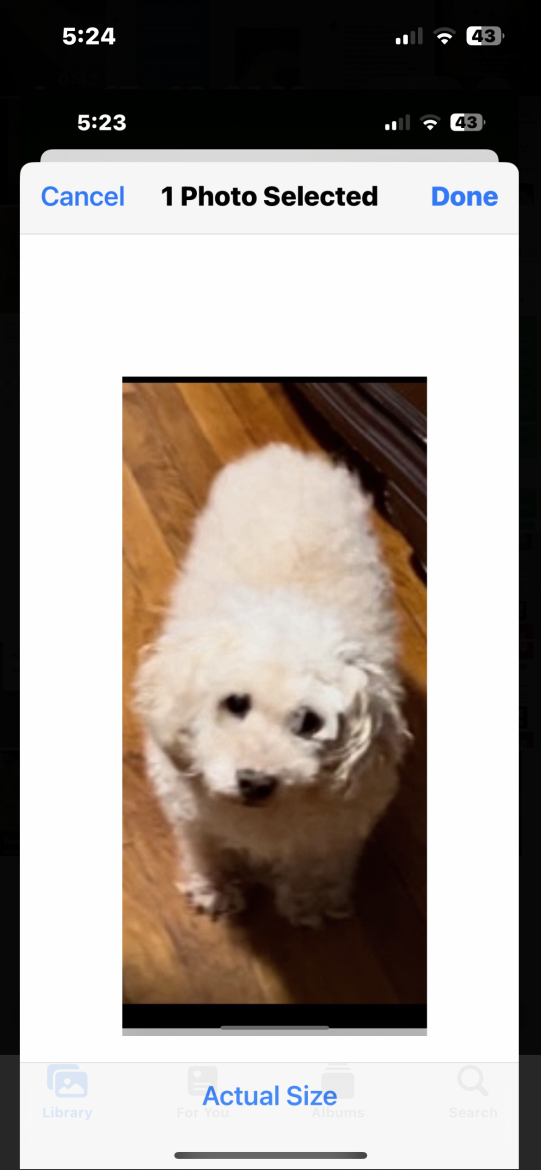 Image of Fluffy, Lost Dog