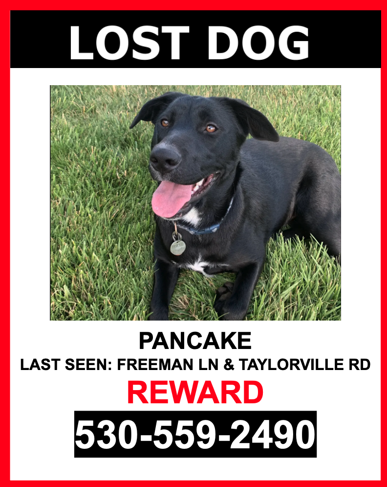 Image of Pancake, Lost Dog