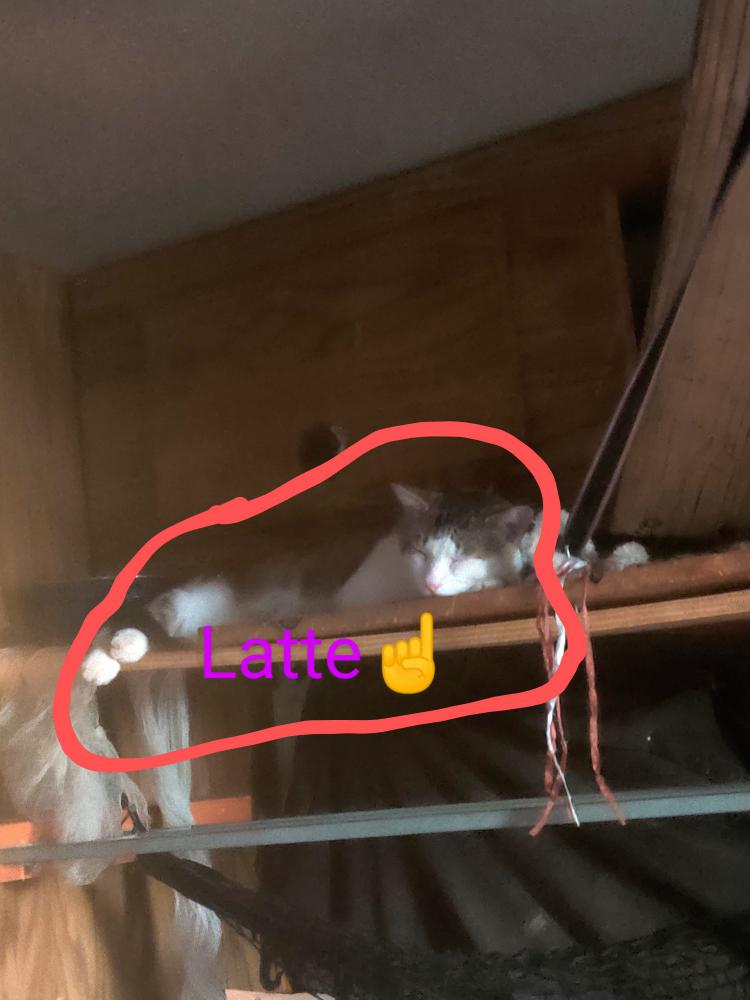 Image of Latte, Lost Cat
