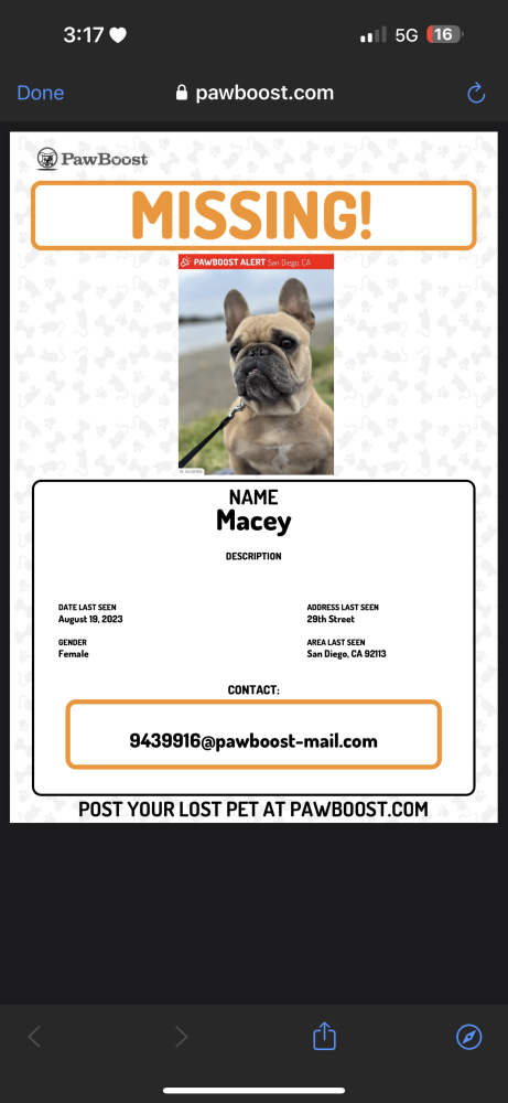 Image of Macey, Lost Dog