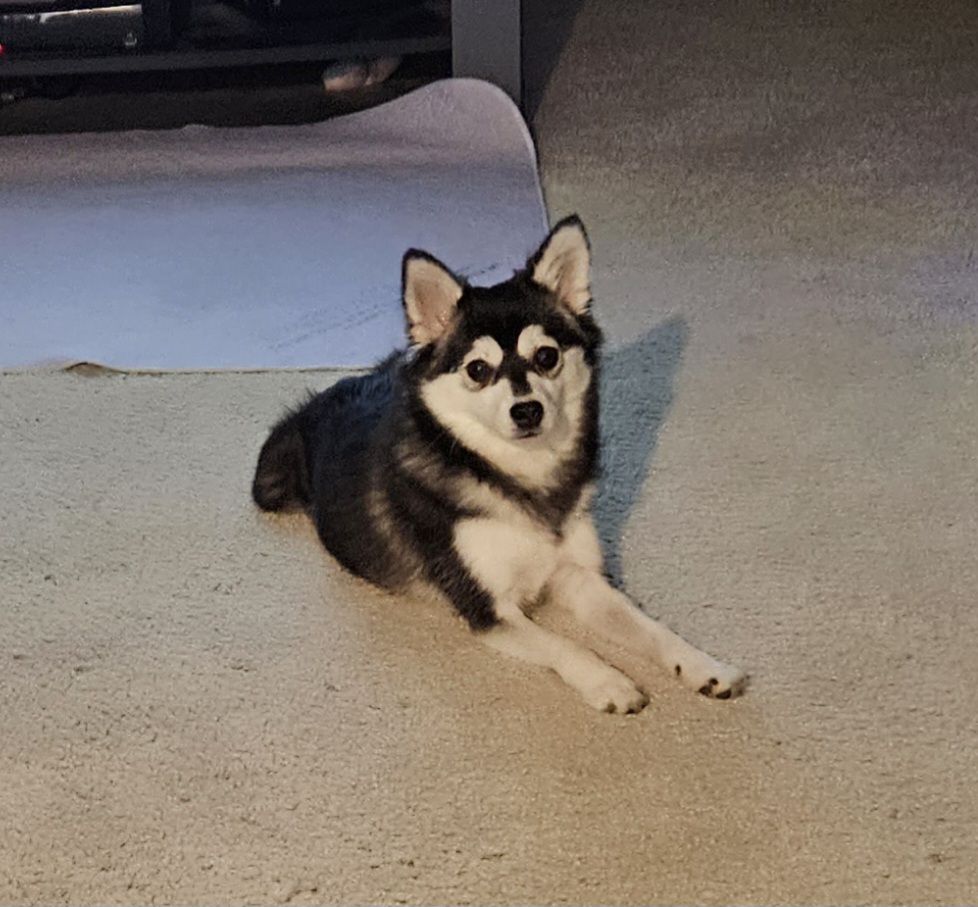 Image of Hachi, Lost Dog