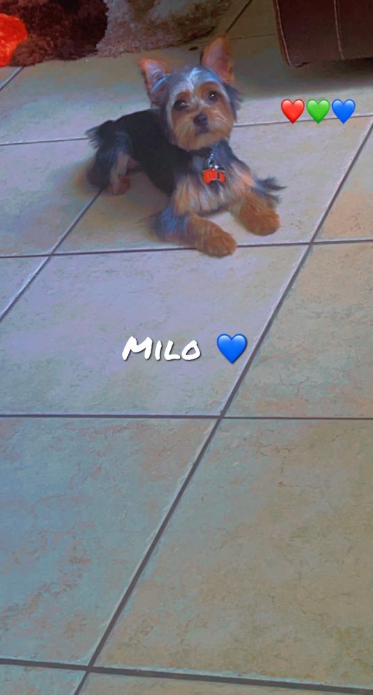 Image of Milo, Lost Dog