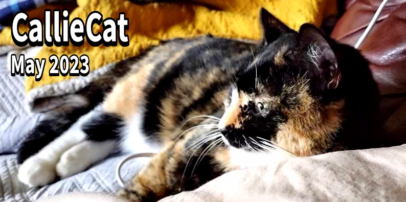 Image of CallieCat, Lost Cat