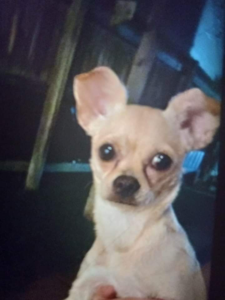 Image of PUBS, Lost Dog