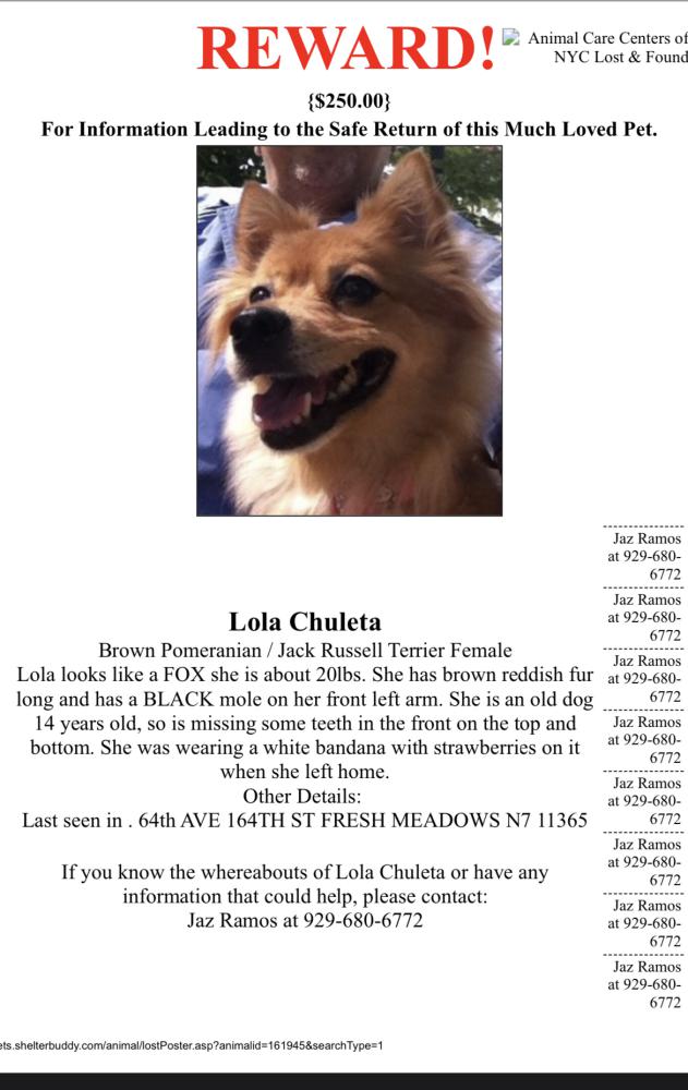 Image of Lola Chuleta, Lost Dog