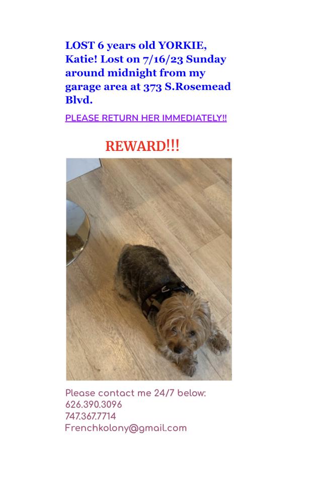 Image of Katie, Lost Dog