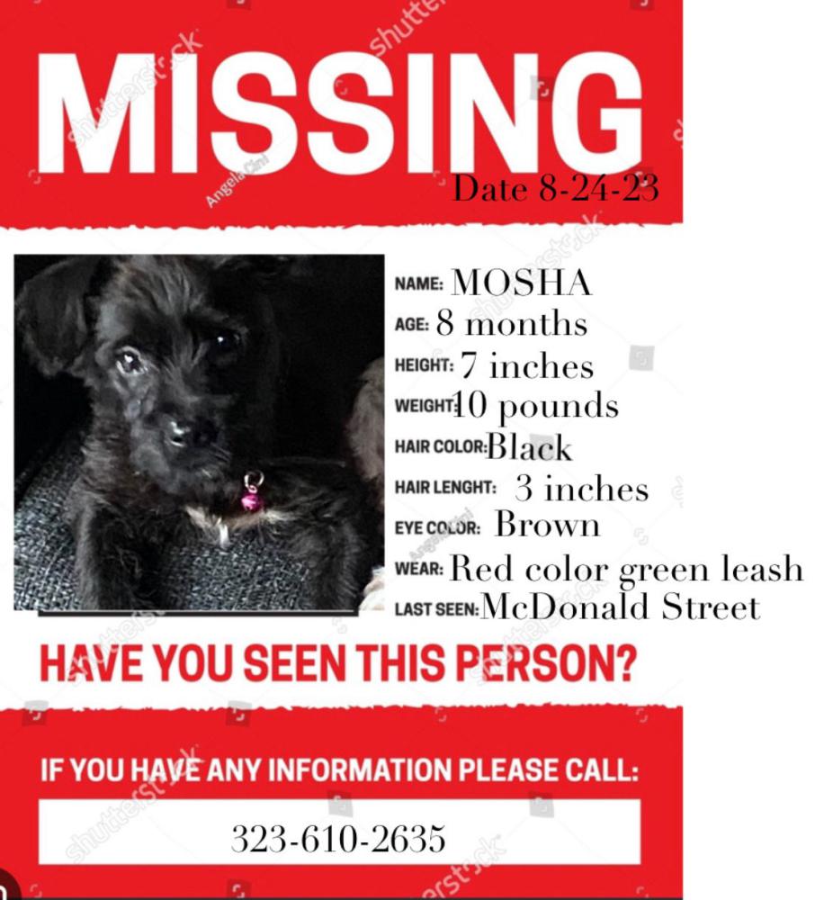 Image of Moscha, Lost Dog