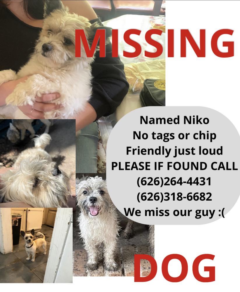 Image of Niko, Lost Dog