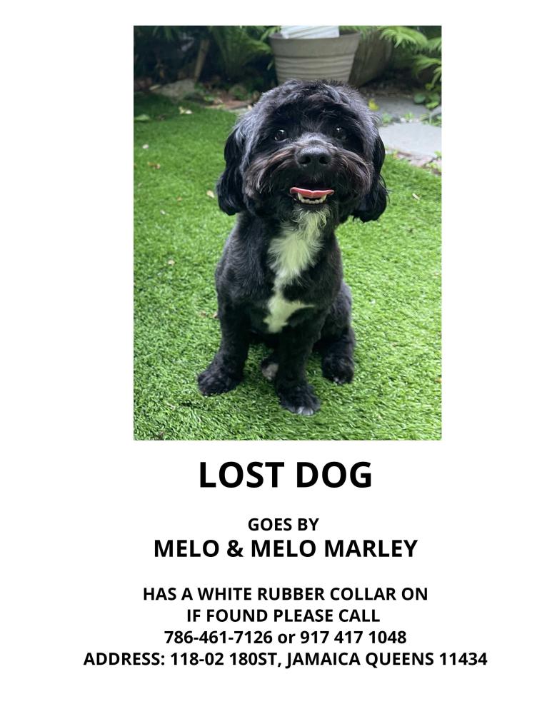 Image of Melo Marley, Lost Dog